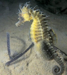 epa000244719 A picture made available Wednesday 04 August 2004 shows a spiny Seahorse captured on film by the Dorset Wildlife Trust off the Isle of Purbeck. The Trust says the photo proves conclusively that seahorses are breeding in British waters as the seahorse is pregnant. EPA/Steve Trewhella