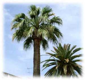 palme