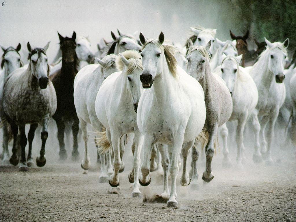 caballos blancos