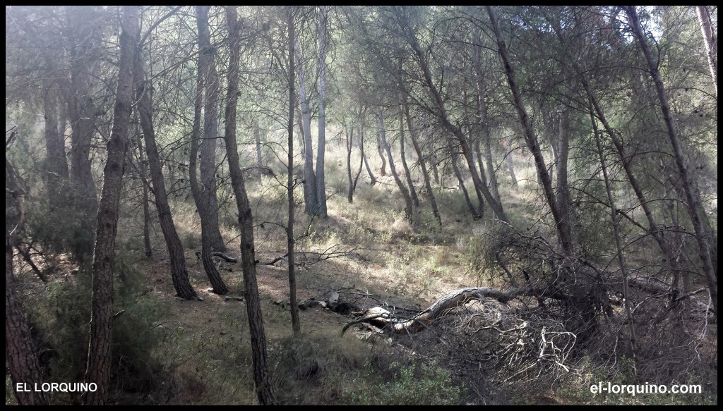 monte limpio cejo
