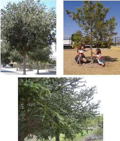 arboles