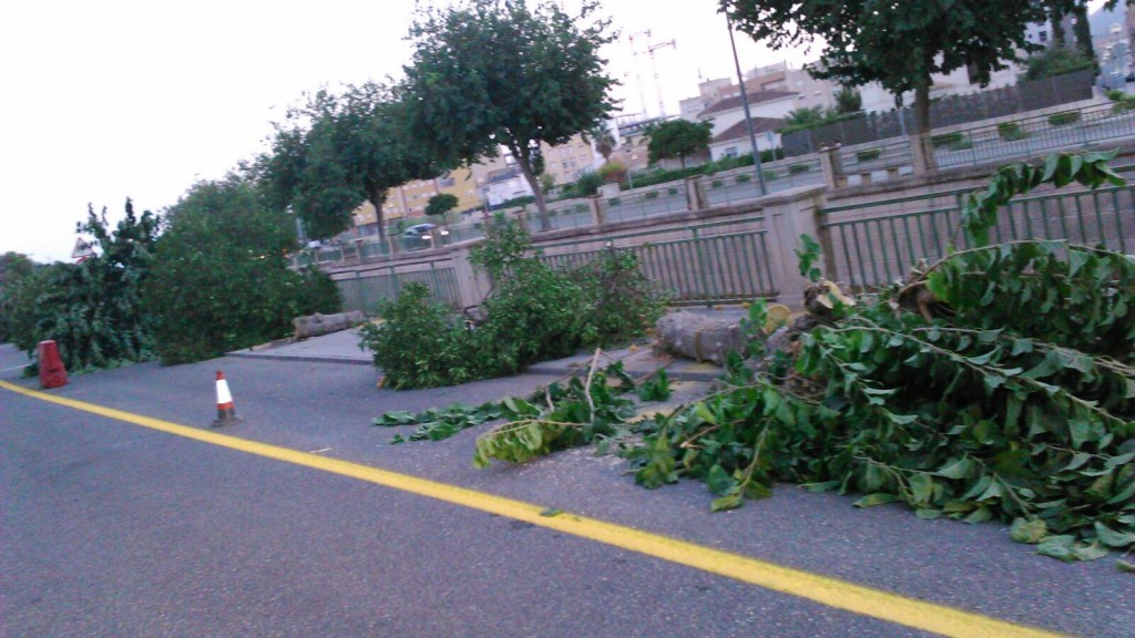 tala arboles rambla tiata lorca