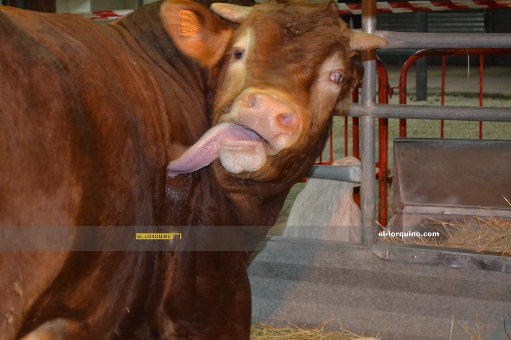 toro sepor