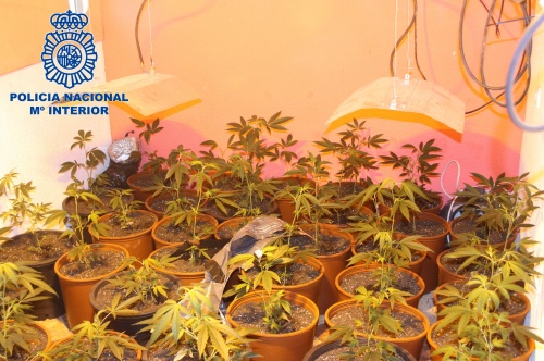 cannabis murcia