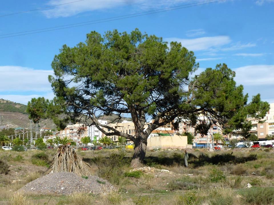 FOTO PINO