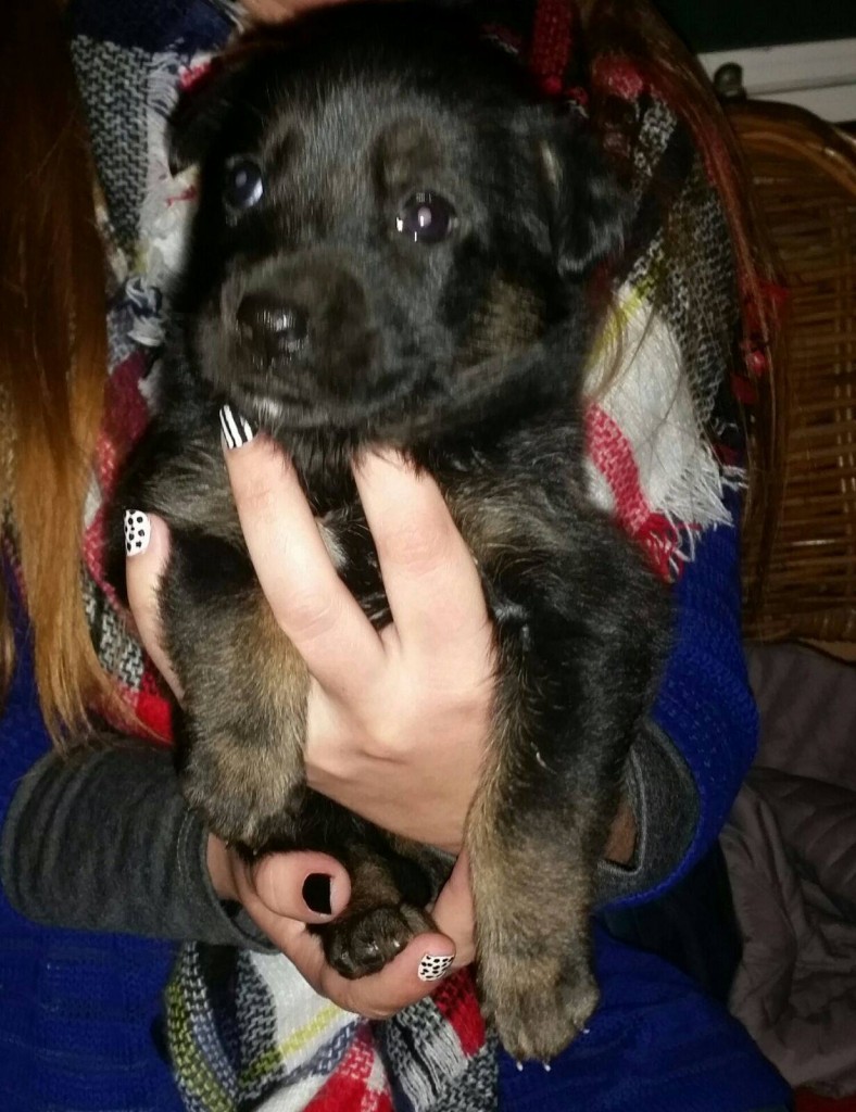 12696800_1054588331272483_1250357131_o