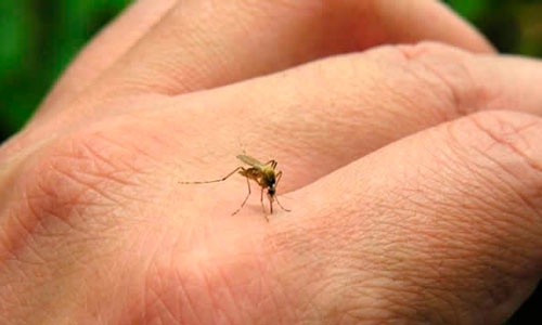 chikungunya.jpg_1496576422