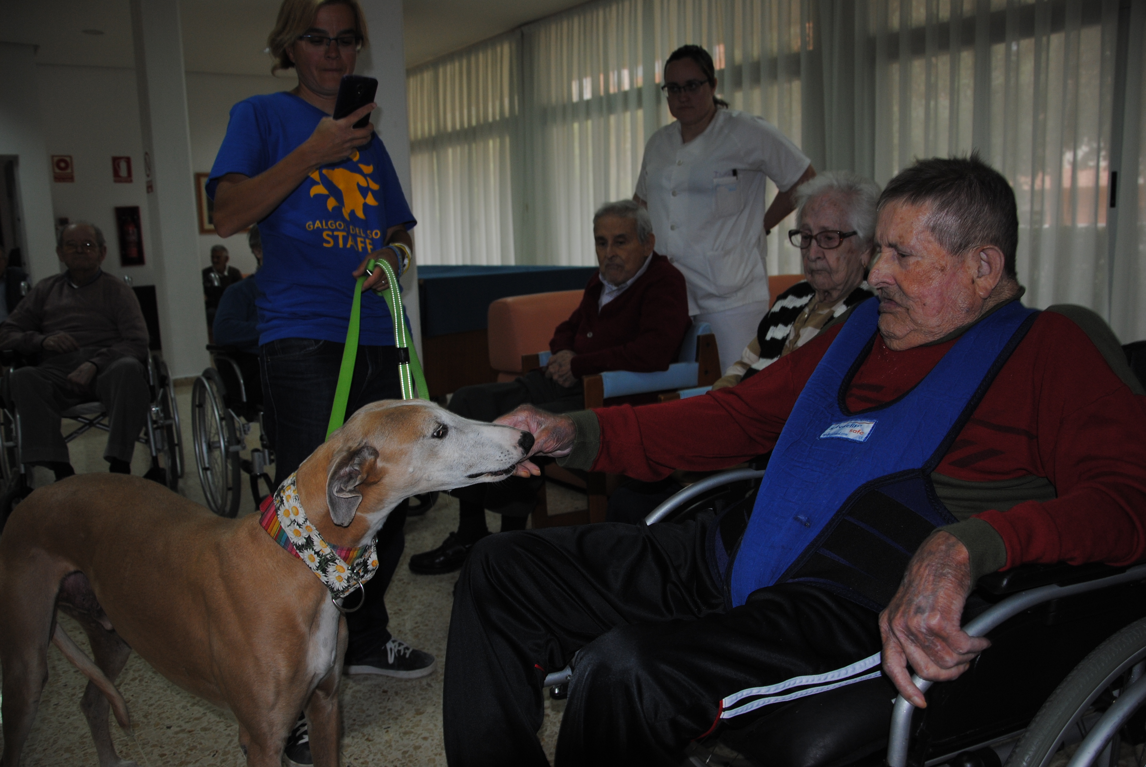Galgos del Sol - Residencia Lorca 1