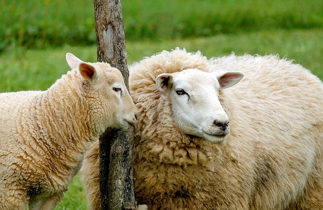 sheep-1320940_640