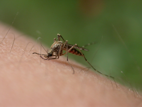 mosquito-bite-1-1501395