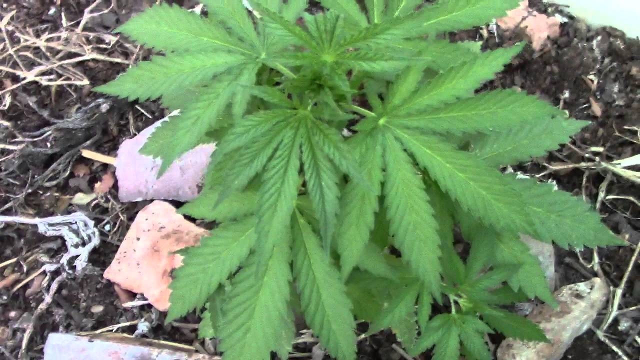 planta de marihuana