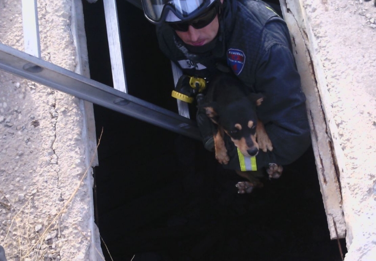 perro en yecla rescatado