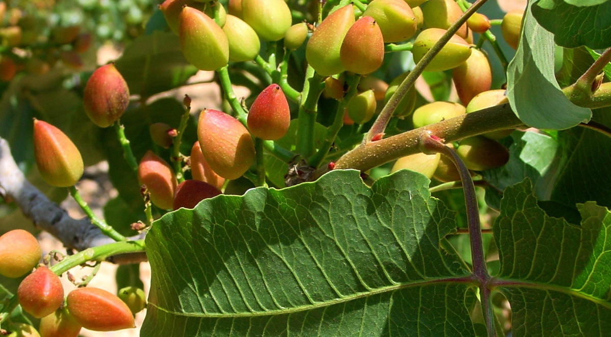 pistachos