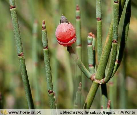 planta