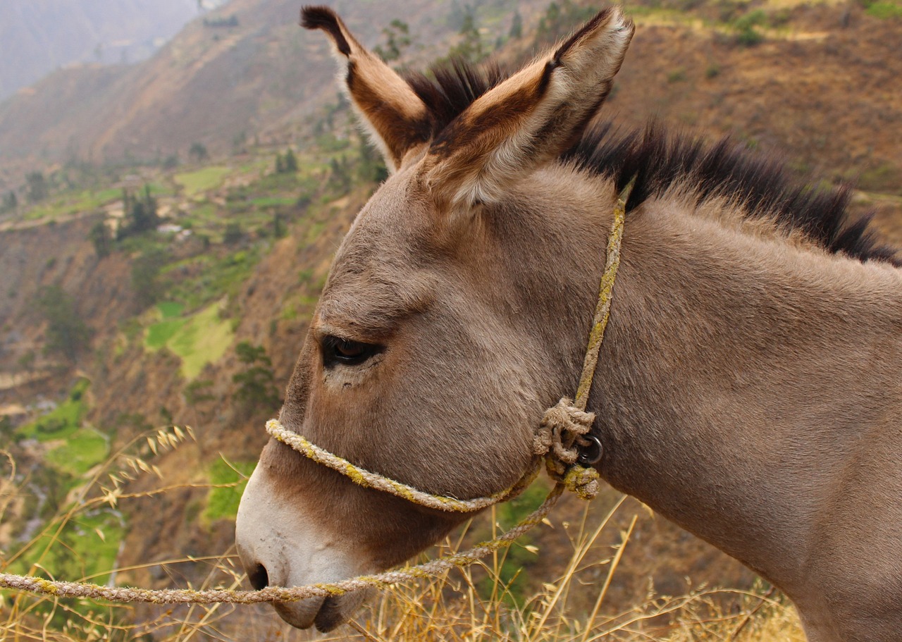 donkey-1043998_1280