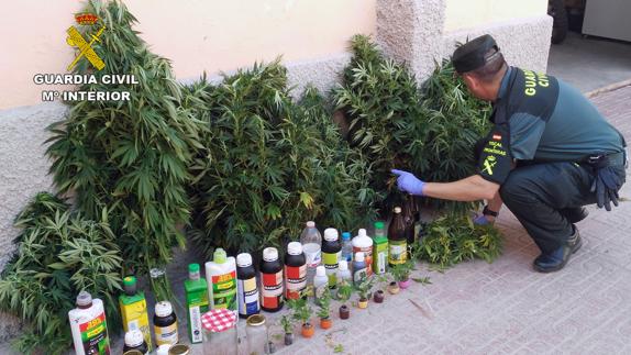 marihuana-aguilas