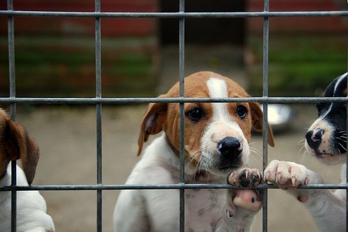 razones-adopcion-perros-3