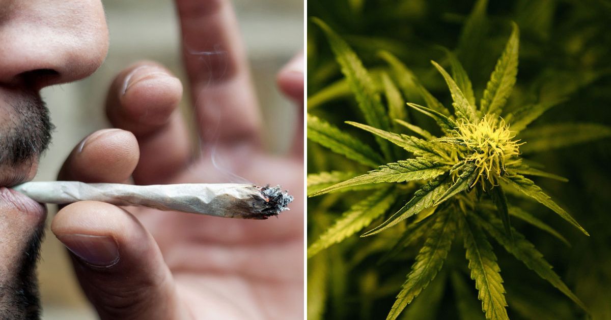cannabis-main