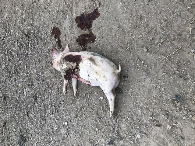 maltrato-en-molina-1