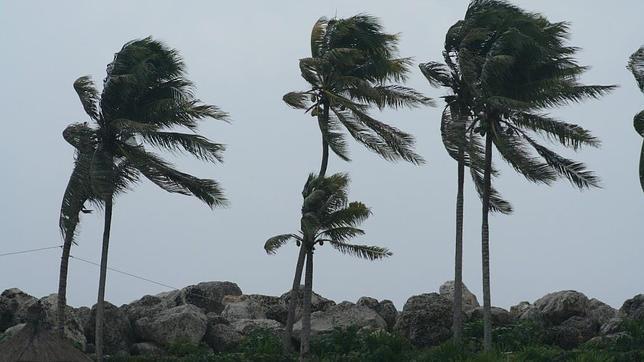 windy-trees-644x362