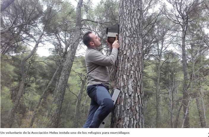 murcielagos
